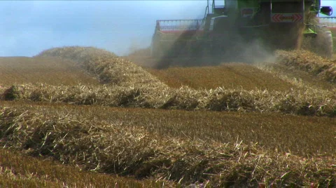 Harvesting the wheat Stock Footage 460769