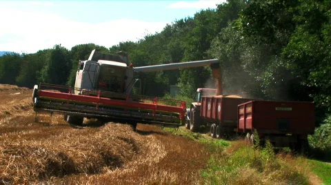 Harvesting the wheat Stock Footage 460832