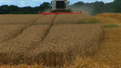 Harvesting the wheat Stock Footage 477288