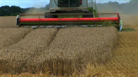 Harvesting the wheat Stock Footage 477358
