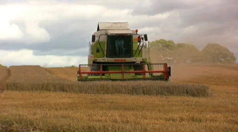Harvesting the wheat Stock Footage 499314