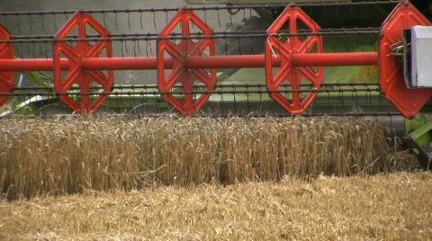 Harvesting the wheat Stock Footage 499333
