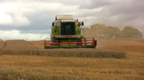 Harvesting the wheat Stock Footage 499522