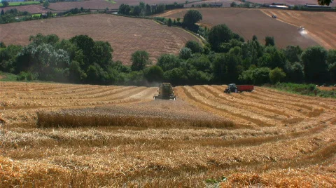 Harvesting the wheat Stock Footage 500571
