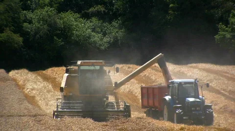 Harvesting the wheat Stock Footage 500619