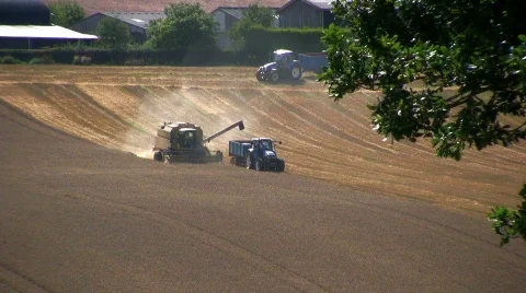 Harvesting the wheat Stock Footage 500939