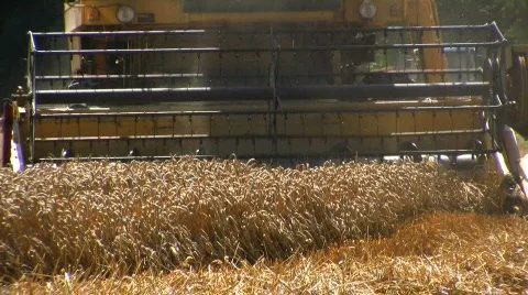 Harvesting the wheat Stock Footage 500941