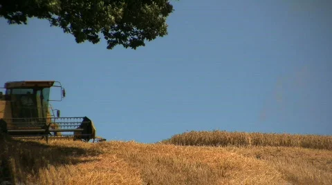 Harvesting the wheat Stock Footage 516323