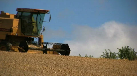 Harvesting the wheat Stock Footage 516332