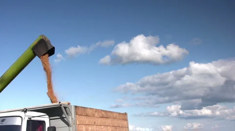 Harvesting wheat 스톡 동영상 2448758