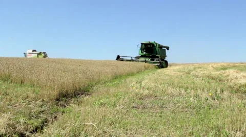 Harvesting wheat Stock Footage 52538039