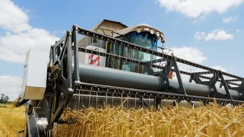 The harvesting of wheat. Stock Footage 79878181