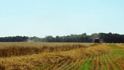 Harvesting wheat Video stock 106678796