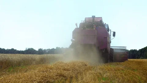 Harvesting wheat Video stock 112223775