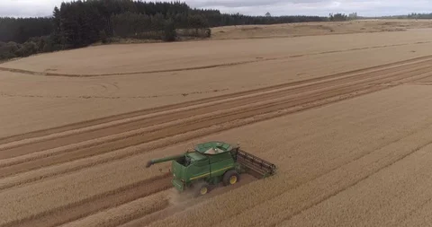Harvesting wheat Stock Footage 124856930