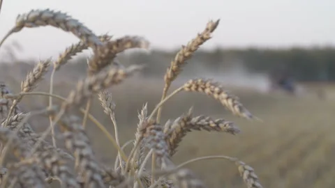 Harvesting wheat 스톡 동영상 158562265