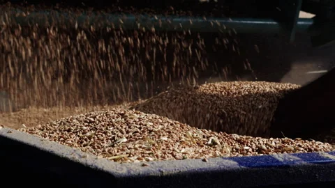 Harvesting wheat grains using a combine in a sunny, open field Stock Footage 321361553