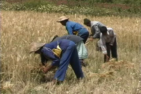 Harvesting wheat Morocco Stock Footage 464927