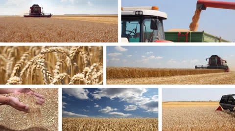 Harvesting wheat multiscreen Stock Footage 24624588