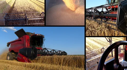 Harvesting Wheat Multiscreen Stock Footage 36058578