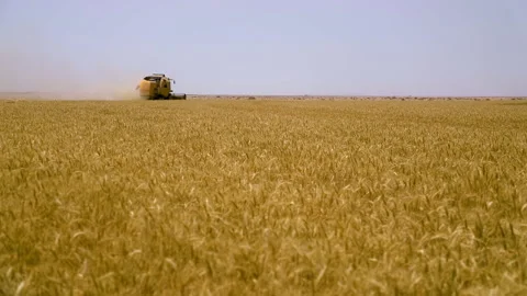 Harvesting wheat in open fields during warm afternoon under clear blue sky in Stock Footage 302626425