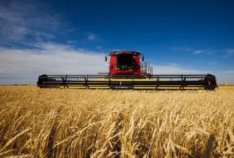 Harvesting wheat Foto stock