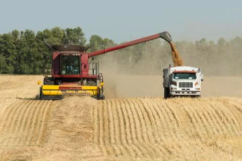 Harvesting Wheat Stock Photos