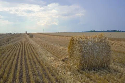 Harvesting wheat. Stack of straw. Stock Photos