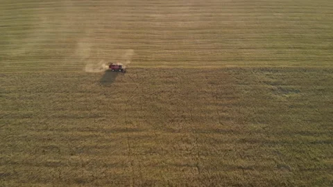 Harvesting wheat in the summer Stock Footage 156806803