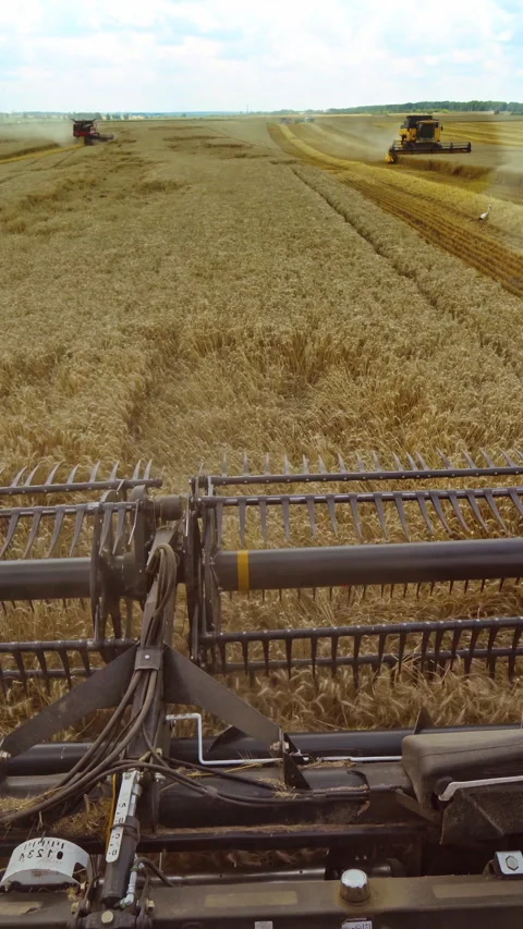 Harvesting of wheat in summer.  Stock Footage 299628750