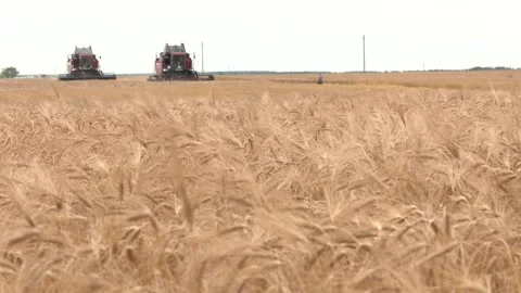Harvesting of wheat in summer. Two red harvesters working in the field Stock-Footage 220593686