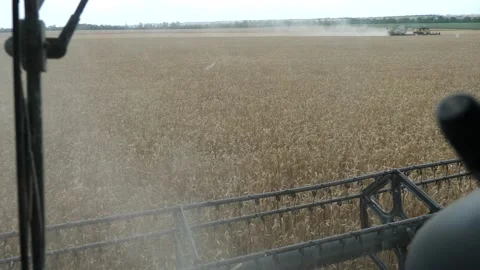 Harvesting wheat, view from the cab of a combine Stock Footage 178917786