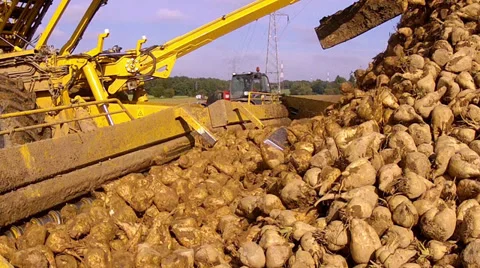 Harvesting of white beet. Stock Footage 31713625