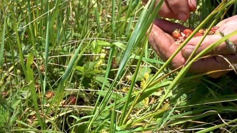 Harvesting wild strawberries Stock Footage