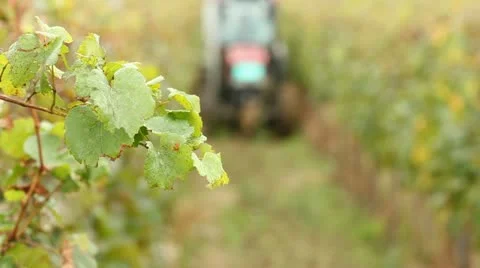 Harvesting wine grapes Stock Footage 24651521