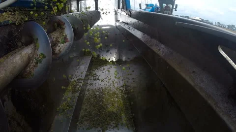 The Harvesting of Wine Grapes Stock Footage 67515498