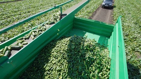 Harvesting of Young Cucumbers on the Field, in a Modern Mechanized Way, for Stock Footage 95110081