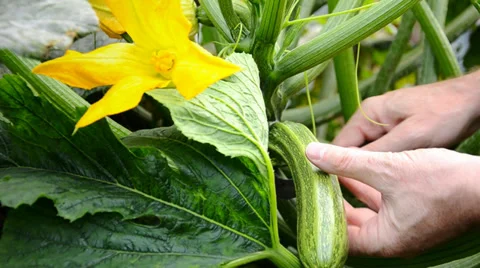 Harvesting zucchini 스톡 동영상 33311298