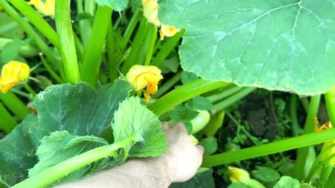 Harvesting zucchini Stock Footage 245859417