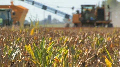 Harvesting2 Video stock 846268