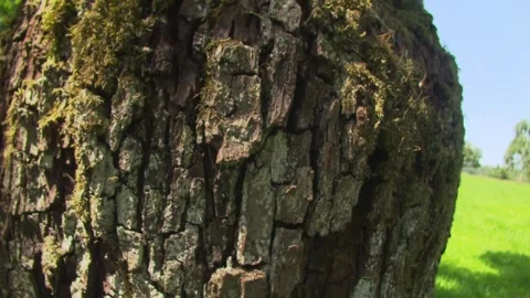 Harvestman Climbing Tree Trunk Stock Footage 314777216