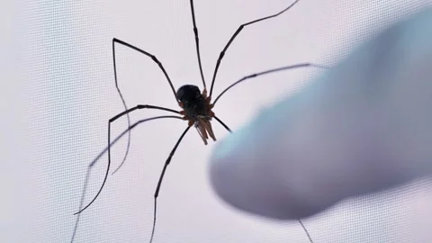 Harvestman or daddy long legs crawling on mosquito net Stock Footage 320494067