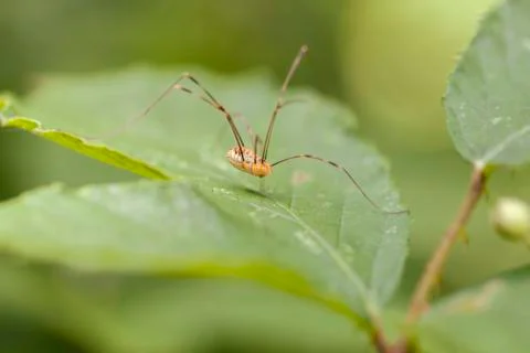 Harvestman Stock Photos