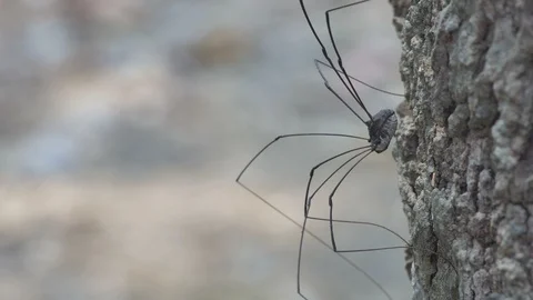 Harvestman resting on the bark Stock Footage 89042727