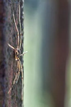 Harvestman - Rilana triangularis 库存照片