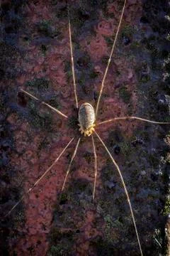 Harvestman - Rilana triangularis 写真素材