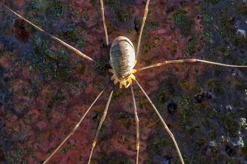 Harvestman - rusty surface Фото
