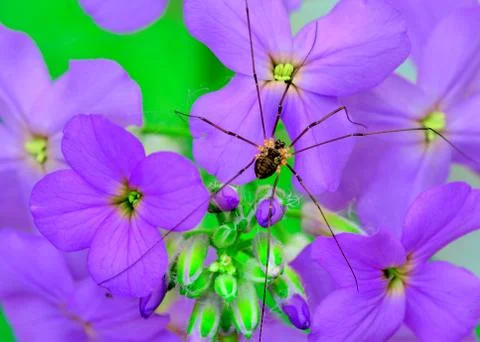 Harvestman spider Stock Photos