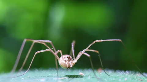Harvestman - supermacro Stock-Footage 24749002