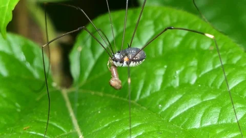 Harvestmen eating larvae of insects. Stock Footage 76682353